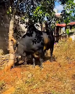 9.8K views · 80 reactions | Bull gets new horns | Bushman prank | Facebook
