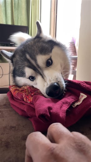 Dogu Husky Shibu | Husky face look funny even when angry 🤣 #husky #dogsofinstagram #siberianhusky #dog #huskylove huskylife huskypuppy huskiesofinstagram... | Instagram