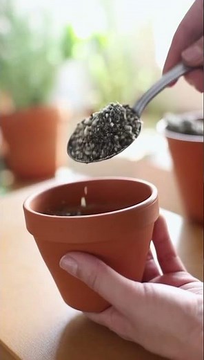 how to root rosemary