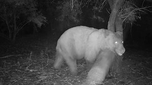 1.6K views · 21 reactions | Witness the surprising presence of feral hogs in Arizona’s rugged landscapes! These resilient creatures adapt and thrive in unexpected terrains—an eye-opening look at their behavior and impact on the local ecosystem. #FeralHogs #ArizonaWildlife #NatureExploration | Ellen Roman | Facebook