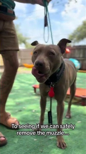 Aggressive dogs CAN be trained to no longer be aggressive... #Shorts #balancedcanineacademy