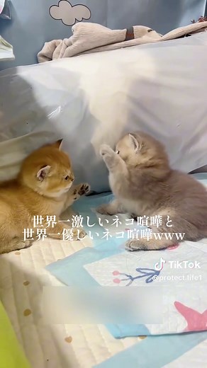 可愛い動物たちの喧嘩シーン集