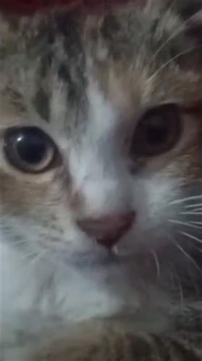 cute kitty relaxing mod#short video