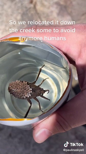 Exploring the SoCal Mountains and Forest Creeks | Toe Biter and Water Bug Facts