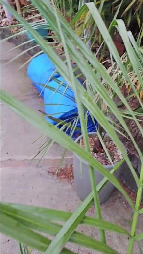 What could be wrong with my mule palms?