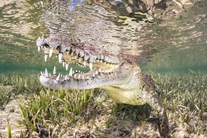Seagrass: The Ocean’s Unsung Hero