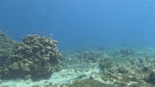 The Atlantic Sharpnose shark is relatively small compared to other sharks with an average length between 3.5-4 feet long. You can tell they are Atlantic Sharpnose by their black edges on the dorsal and caudal fins. We found 2 playing around the reef on our dives this week at Buck Island. Shoutout to our Instructor Zach who recorded this video. If you want to see sharks first-hand, we would love for you to join an upcoming dive or snorkel with us! Call anytime at 340-642-8701 and we can help get 