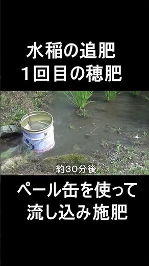 水稲の追肥 １回目の穂肥・・ペール缶を使って流し込み施肥！