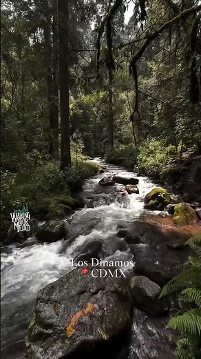 Los Dinamos es el bosque más hermoso de la CDMX #mexico #travel #cdmx #dinamo