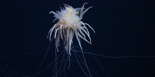 Watch: Rare 'flying spaghetti monsters' spotted in recent deep sea expedition
