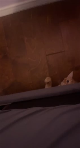 Why tf this cat plotting against me #cat #catsoftiktok #funny #tiktok