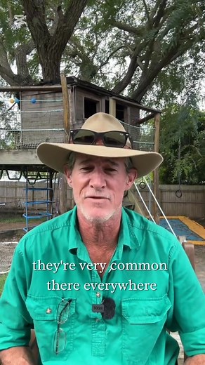 Tourists wondering what a bin chicken is. 🇦🇺 #crocturnbull #askanyaussie #aussie #australia #fblifestyle #binchicken | Steve Turnbull