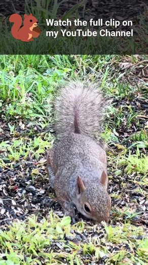 Squirrels Enjoying a North Carolina Summer by Liz Simpers