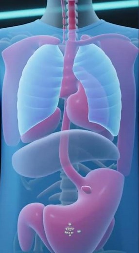 Full Body Pediatric Anatomy Animation | How a Child’s Body Works Inside