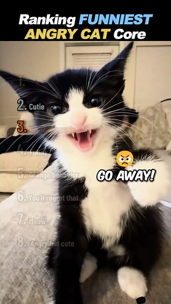 Ranking BEST ANGRY CATS Moments😡😾