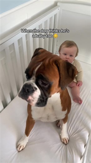 Boxer Dog Thinks He's a Baby Too