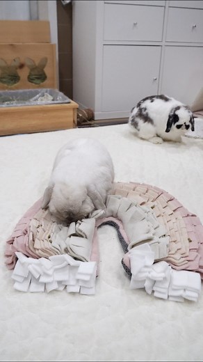 76K views · 1.5K reactions | Breakfast exercise  #bunny #forage #cutepets | BoBo Ellie Buns | Facebook
