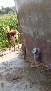 The Dark Secrets of Dogs & Snakes