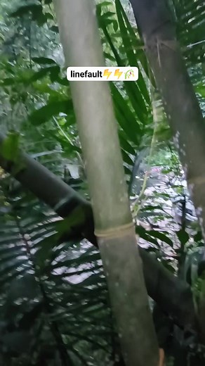 clearing bamboo lying on primary line linefault no power #linefault #highlights2025 #everyoneシ゚ #pobrenglineman2 #everyonehighlightsfollowers #linemanreel #foryoupagereels #LINEMANRIDER #foryoupageシ #foryouシ #nopower #lineman #linemanwork #everyone #foryourpage #follower | PobrengLineman2.0