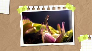 La venus atrapamoscas es la más común de todas. Pero el mundo de las plantas carnívoras es mucho más extenso de lo que imaginamos. Y es que no solo se alimentan de insectos, sino que también de seres mucho más grandes. | Upsocl Verde