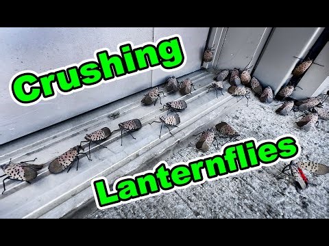 Eliminating Spotted Lanternfly by Squashing With a Shoe