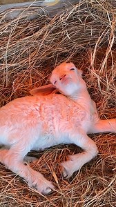 Nothing cuter than a baby goat drifting in and out of sleep 💜 #goats #babygoats #petstagram#cuteanimals | The Good Place Farm
