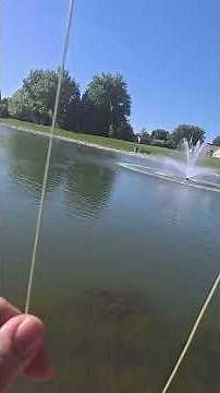 Learning Fly Fishing, Catching Bass #flyfishing #fishing
