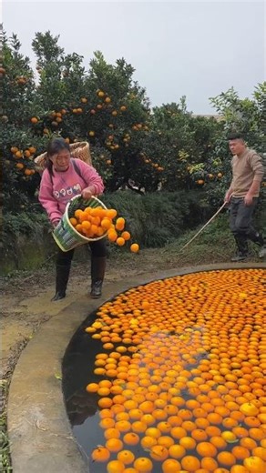 Orange harvest and rural farming life #trending #fruit