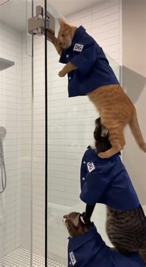 Three cats. One shower door. 🐱🚿 #fixitcat #glassexperts #showerdoors #catrepair #dullesglass