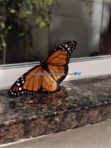 Vibes of Love: Embrace the Butterfly Spirit