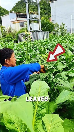 High-Quality Tobacco Leaf Cultivation Method🥬🌱