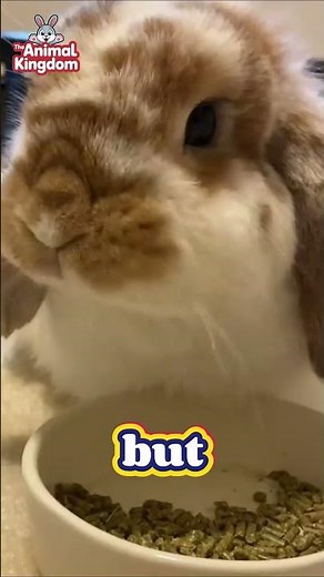 Can Rabbits Live Alone? 🐇