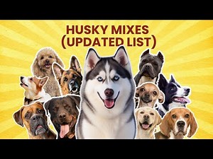Shocking Husky Mix Breed Dogs | The Ultimate UPDATED LIST
