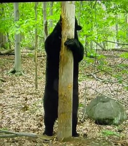 This Bear shows us the best way to get a good back scratch; on a tree! #Bears #Animals 😍 | Animalistic
