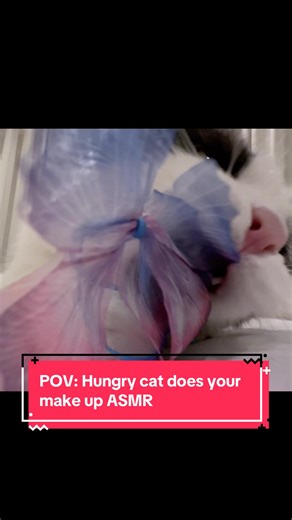 POV: My Cat Wants to Do Your Makeup ASMR