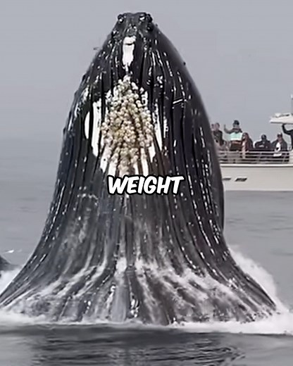 Mind-Blowing Random Facts That Will Surprise You😳🤯We explore a fascinating collection of bizarre and unexpected facts, covering everything from animal anatomy and human relationships to corporate marketing stunts and legal oddities. We dive into topics like goat pupils, french fry consumption, breakup psychology, and unusual scientific phenomena. #RandomFacts #Weirdfacts #Unbelievablefacts #Interestingfacts #FunFacts | Rare Viral Facts