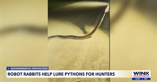 Robotic Rabbits: A new hope against Everglades' python threat