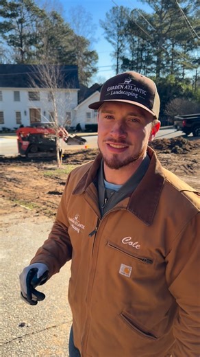 Cole Stewart | Atlanta Landscaper on Instagram: "Front + backyard transformation loading 🌿 New custom driveway, full irrigation + lighting overhaul, and layered mature plantings throughout. Featuring: • 50” root ball contorted filbert & 40” B&B specimens • Starr Magnolia + 5” caliper Starr Magnolia trees • Japanese Maple (40” root ball) • Fig trees, 30-Gal Tea Olives, Encore & Forrmosa Azaleas • Pink Muhly, Dwarf Mondo, Boulder Wall + Rain Garden • Finished with 50 yards of Brown mulch Designed
