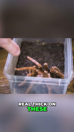 King Baboon Spider Encounter: Shocking & Terrifying! #shorts