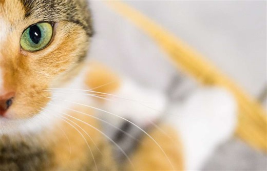 Hoffnung auf Haustier: Katzenkauf im Internet – Frau fällt auf Betrüger herein - Frankenpost