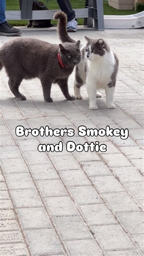 While we are a cat sanctuary, our goal is to find regular homes for the cats we accept in once they become handleable/adoptable. If that doesn’t happen, they are HOME. Smokey and Dottie would love to have a family of their own. They are ready! #family #passion #adopt #cat #love #furballfarmcatsanctuary #visit #open #every #day #thisisrescue #compassion #share #fyp #experience #cats #heaven | Furball Farm Cat Sanctuary