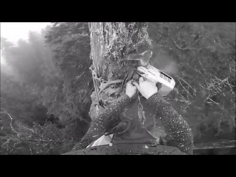 Heli Logging - Cedar Topping