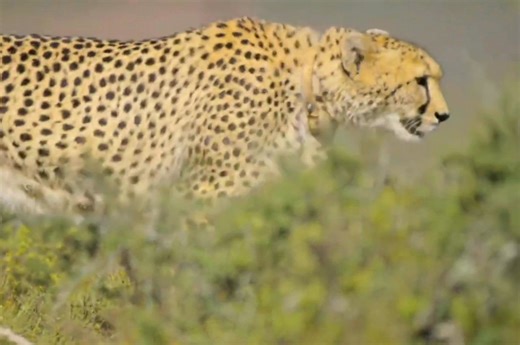 1.2M views · 49K reactions | Cheetah -1 [ हिन्दी डॉक्यूमेंट्री ] #wildlife #documentary #discoverychannel #jungle #Survival # Survivals World # Wildlife Telecast | Survivals Telecast | Facebook