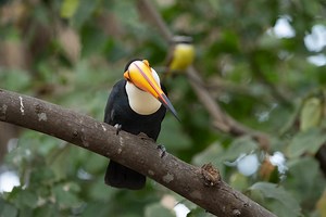 What Did You Expect from a Toucan?