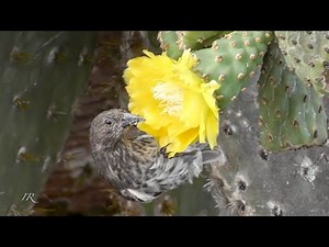 Darwin's finch feeding on a cactus flower - Galápagos