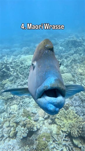 Eight Species, One Reef: Discover the Great 8. While Africa boasts the Big Five, the Great Barrier Reef has the Great 8. A selection of some of the Reef’s most iconic and favourite inhabitants, which feature at the top of visitors lists of wildlife to encounter. The Great 8 reflect the diversity and beauty of the World Heritage Listed Marine Park. 🎥 Master Reef Guides IG: @natalieesmith__ and @brittwassing__ with GBR Biology and Reef Magic 📍Moore Reef | Master Reef Guides