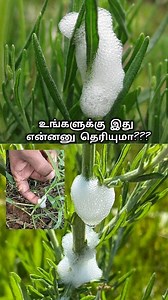 656K views · 7.5K reactions |  இது என்ன தெரியுமா?聯Frog Hopper insect #tamil #tamilnadu #nature #insects | Wild Nocturnal | Facebook