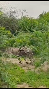 Voice Angry donkeys Wild Behaviours village #donkey #shorts #entertainment #Dese #lifestyle #fun #reels #animal #funnyanimals #animallover #loveanimals #camels #village #villagelife #vlogs #nature #wildlife #crazy #petlover #amazingvideo #unitedkingdom #animalsofinstagram #PetDentalHealthMonth | Animals lifedesert