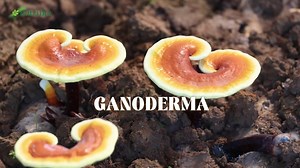 25K views · 494 reactions | Every step matters when it comes to quality. From grow to harness, each step preserves the essence of Ganoderma — for better energy ⚡, vitality , and daily wellbeing  Launching this January, stay tuned! ✨ Find out more ➡ https://bit.ly/fb_15_sec_hero_video_19_dec | Amway Malaysia | Facebook