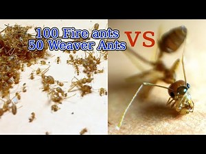 100 fire ants vs 50 weaver ants | AntsCambodia Ep 17